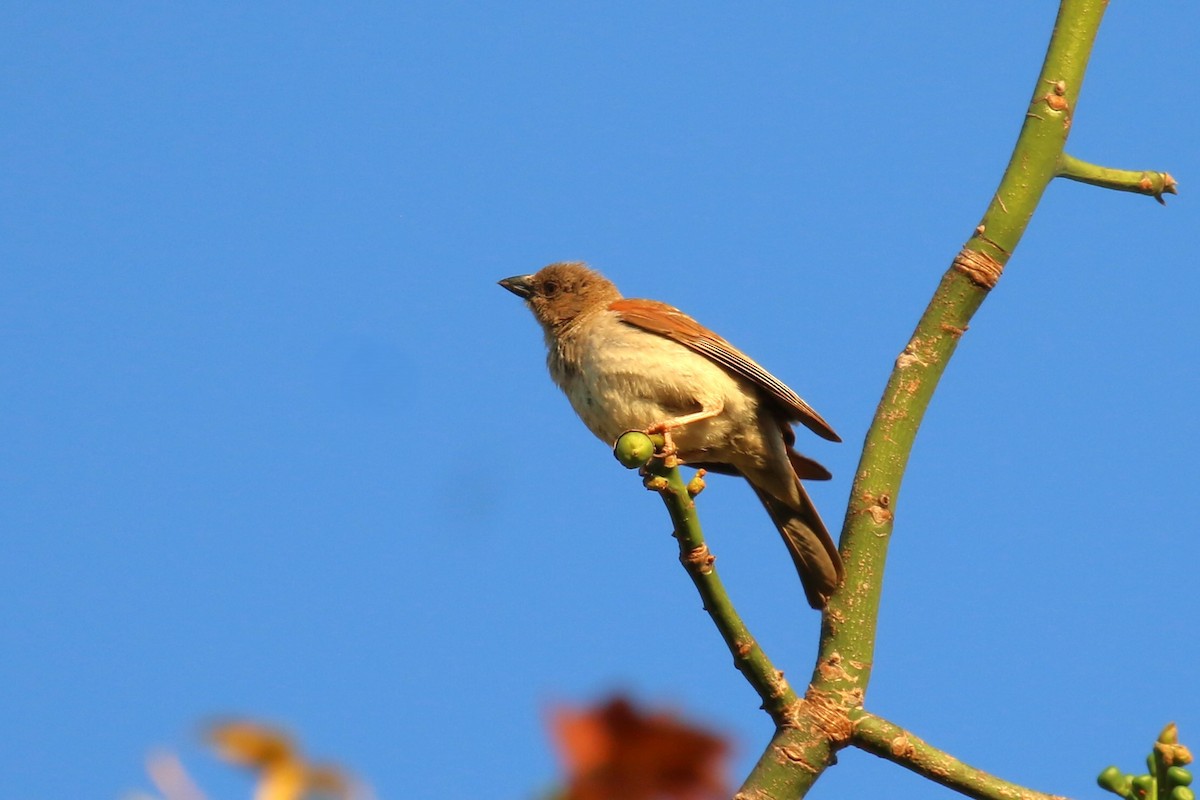 Northern Gray-headed Sparrow - ML620636829
