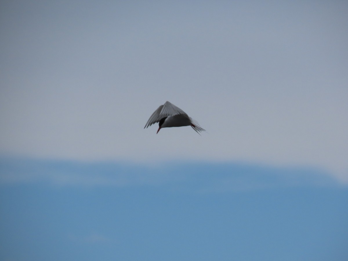 Arctic Tern - ML620636831