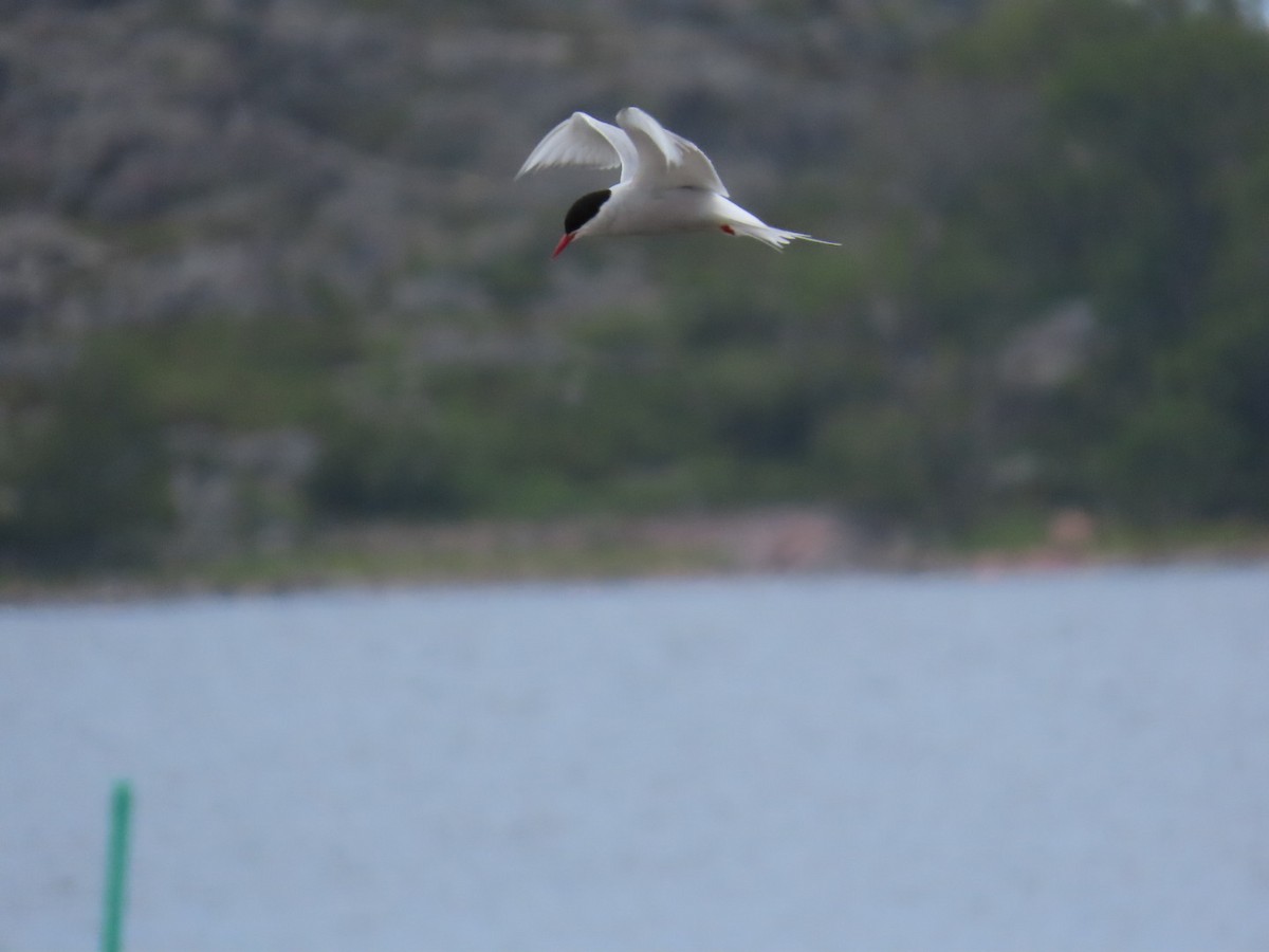 Arctic Tern - ML620636832