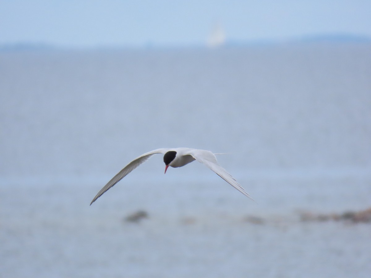 Arctic Tern - ML620636835