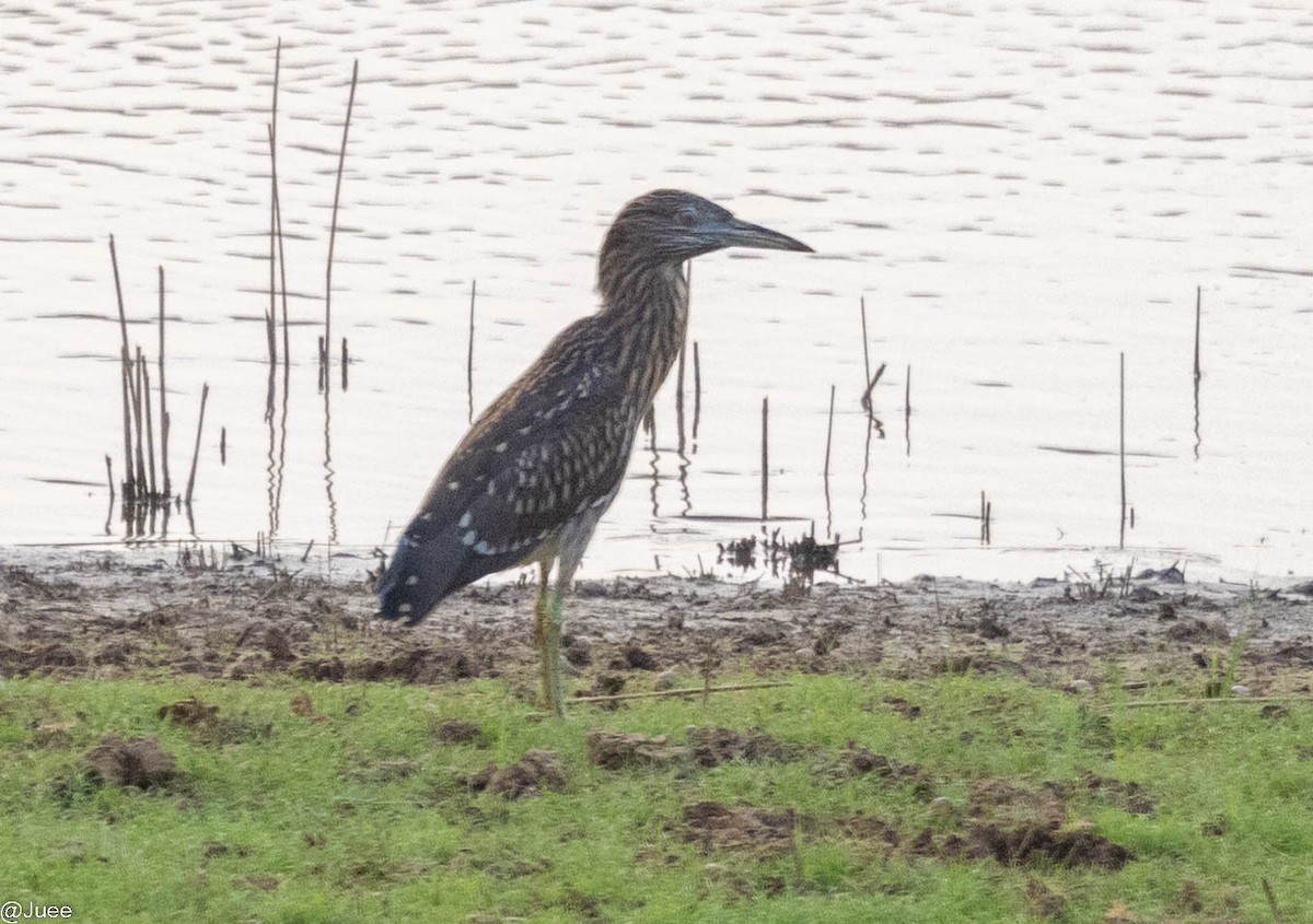 Black-crowned Night Heron - ML620636836