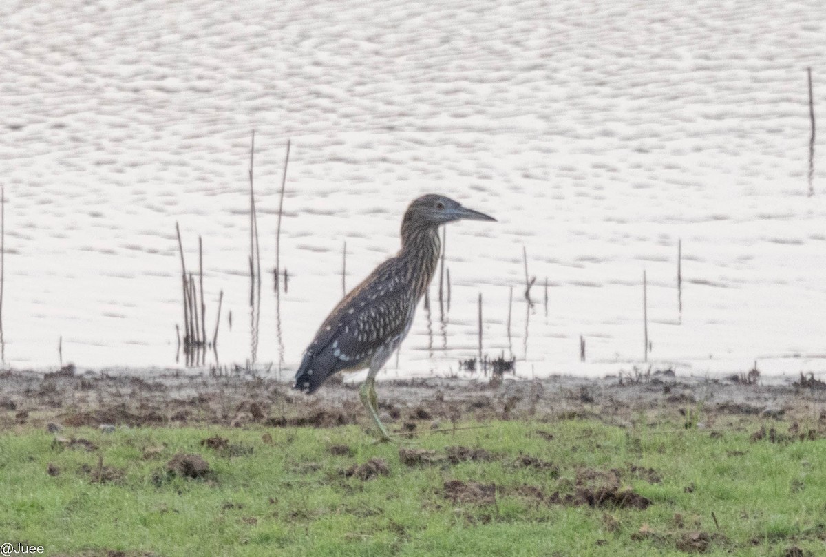 Black-crowned Night Heron - ML620636837