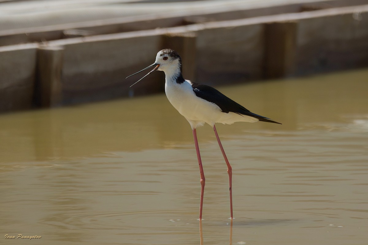 Black-winged Stilt - ML620636839