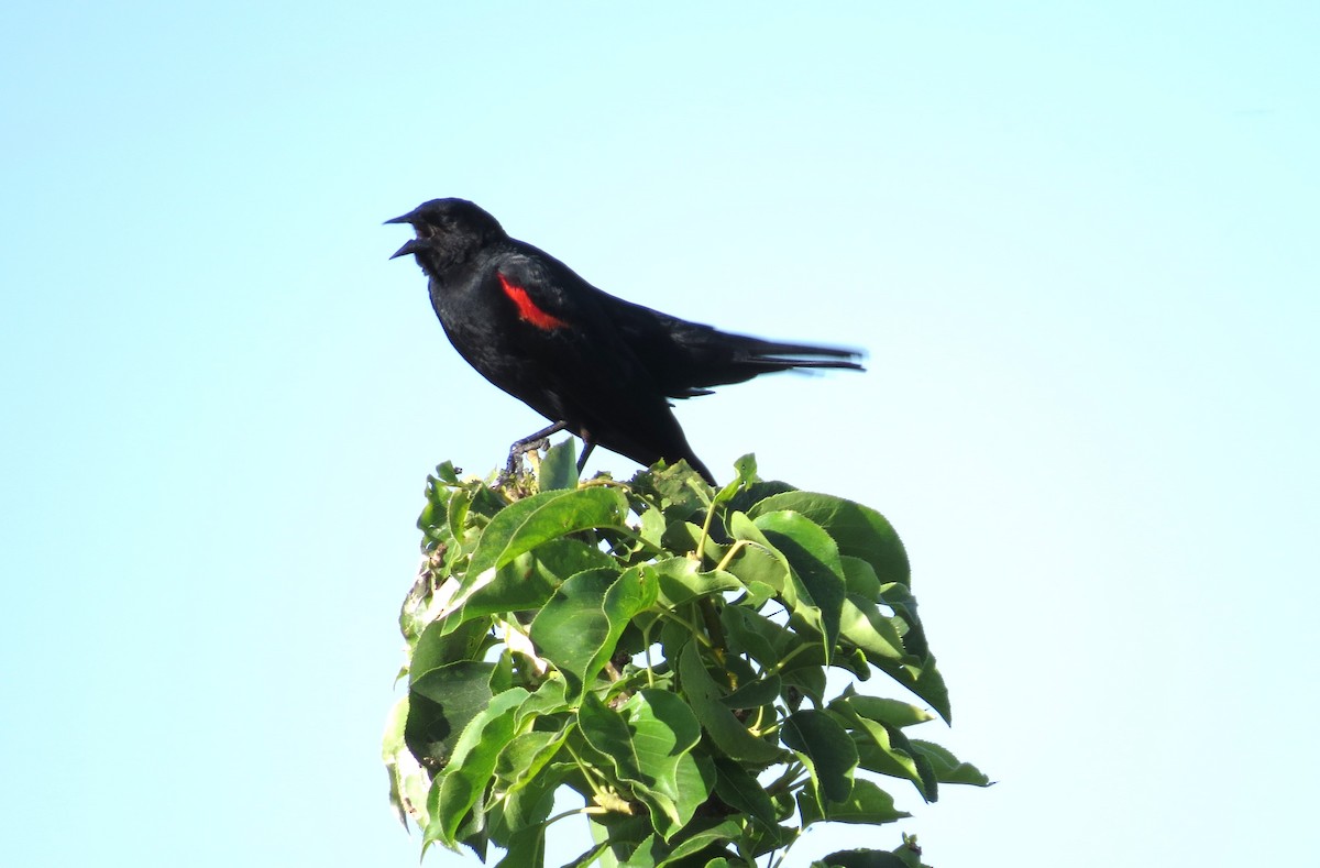 Red-winged Blackbird (California Bicolored) - ML620636840