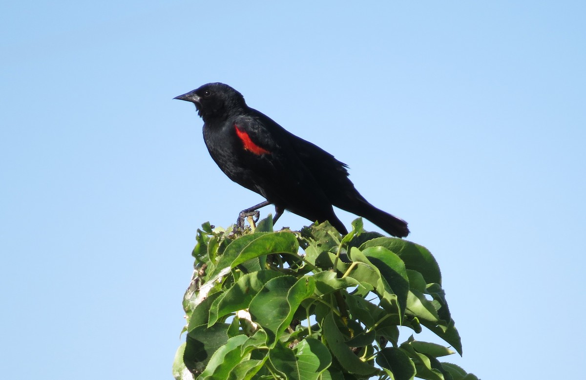 Red-winged Blackbird (California Bicolored) - ML620636841