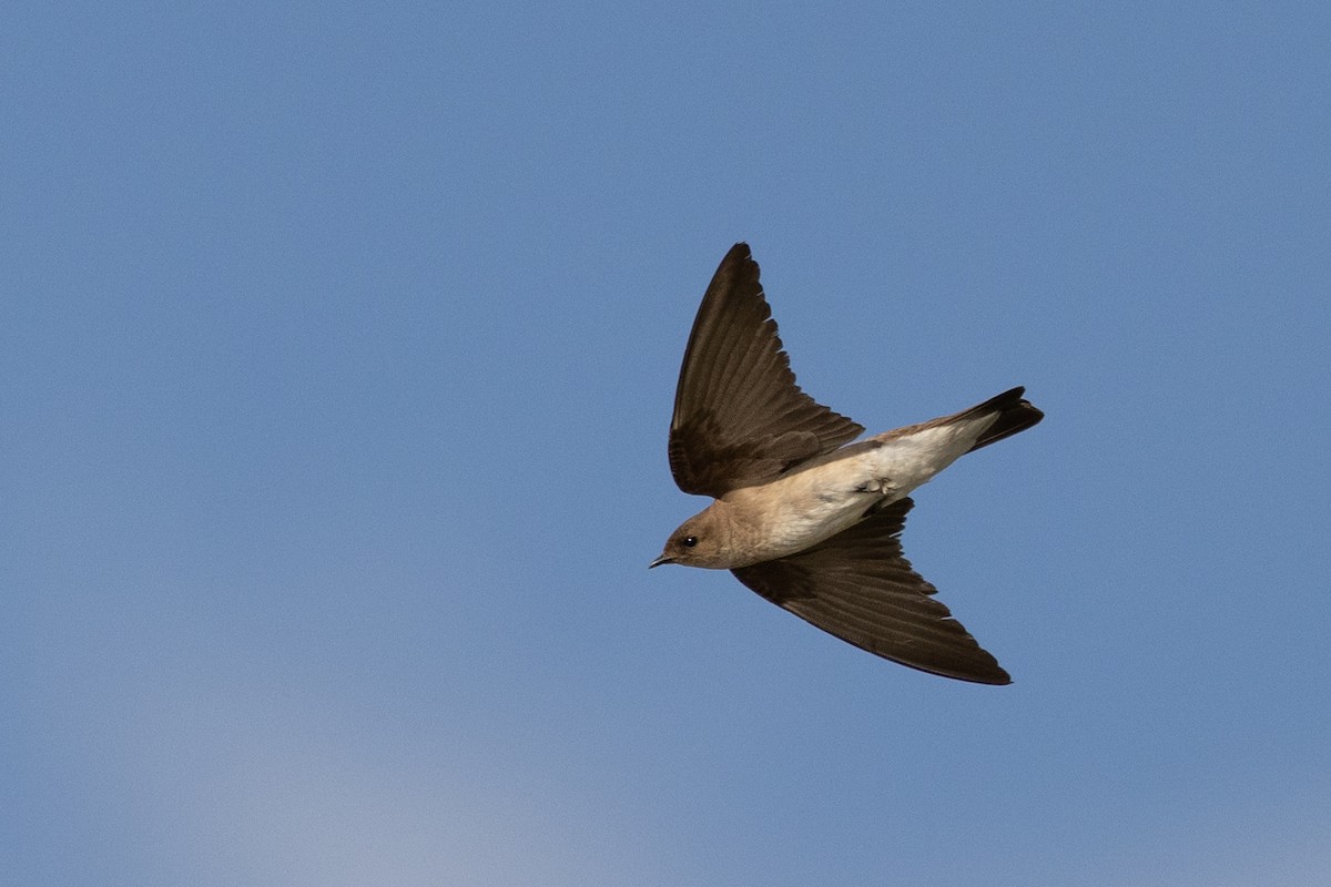 Northern Rough-winged Swallow - ML620636846