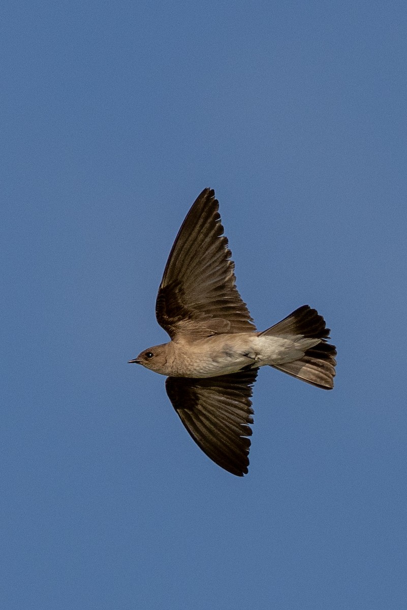 Northern Rough-winged Swallow - ML620636847