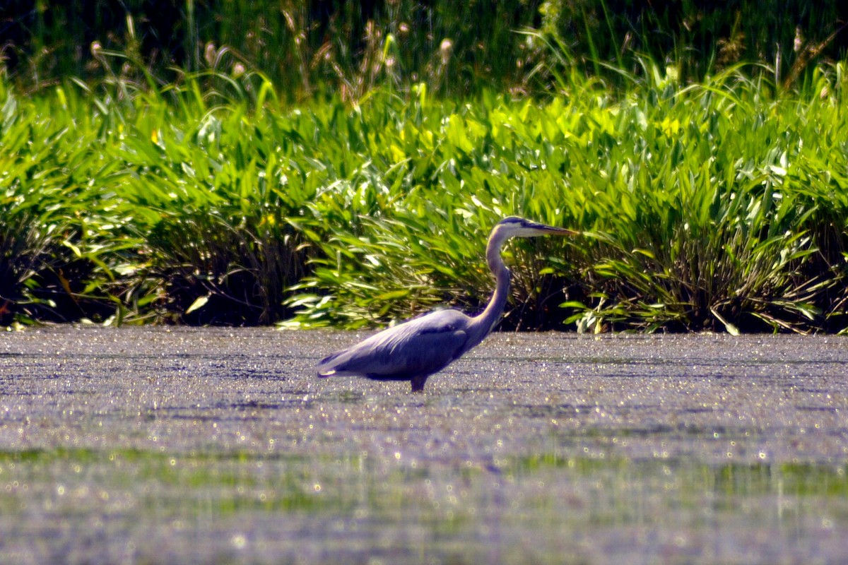 Garza Azulada - ML620636848