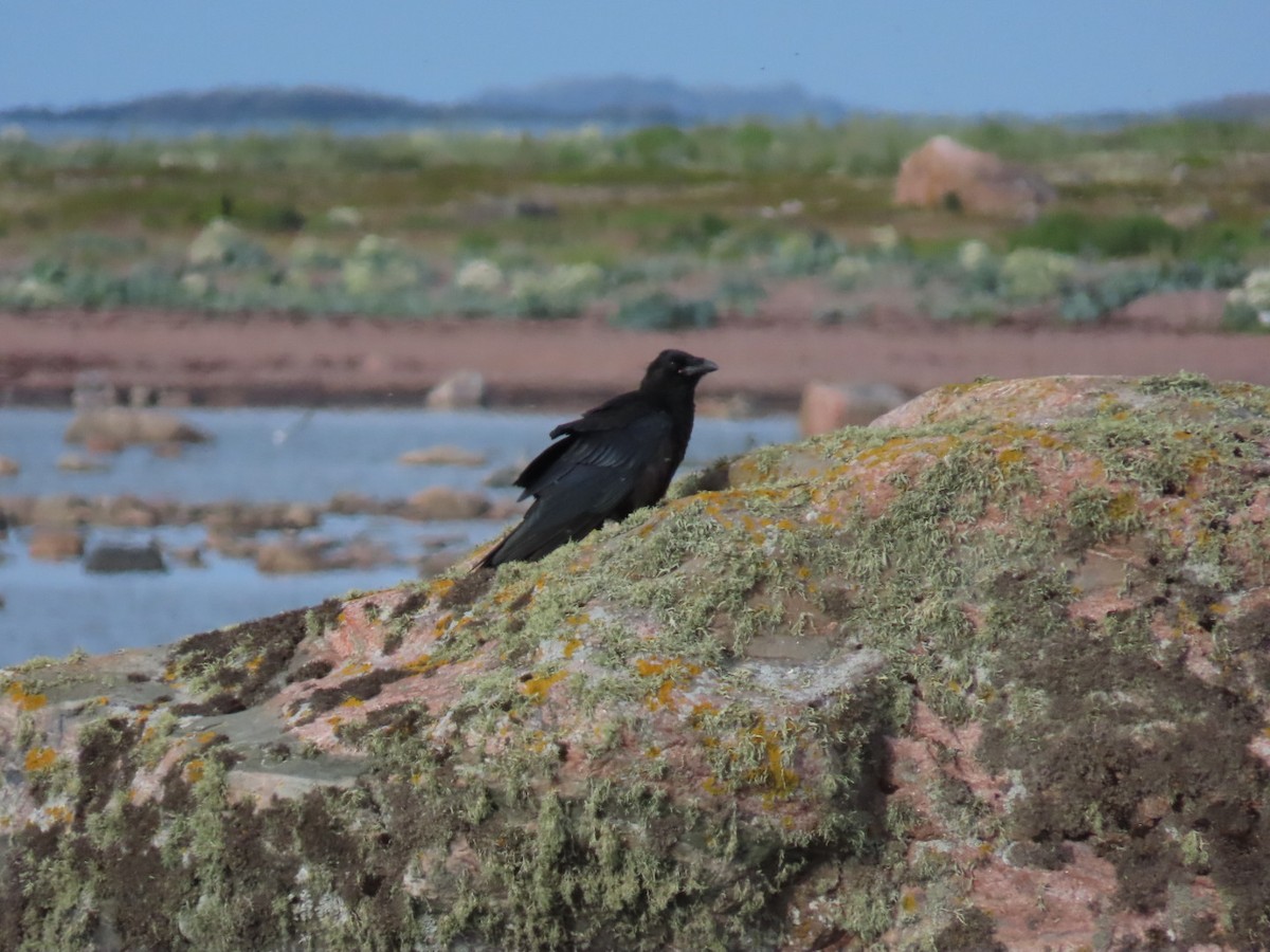 Common Raven - ML620636849