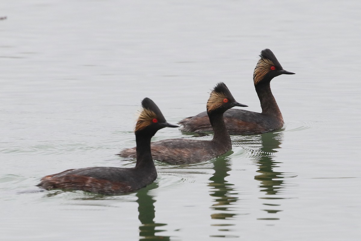 Eared Grebe - ML620636851