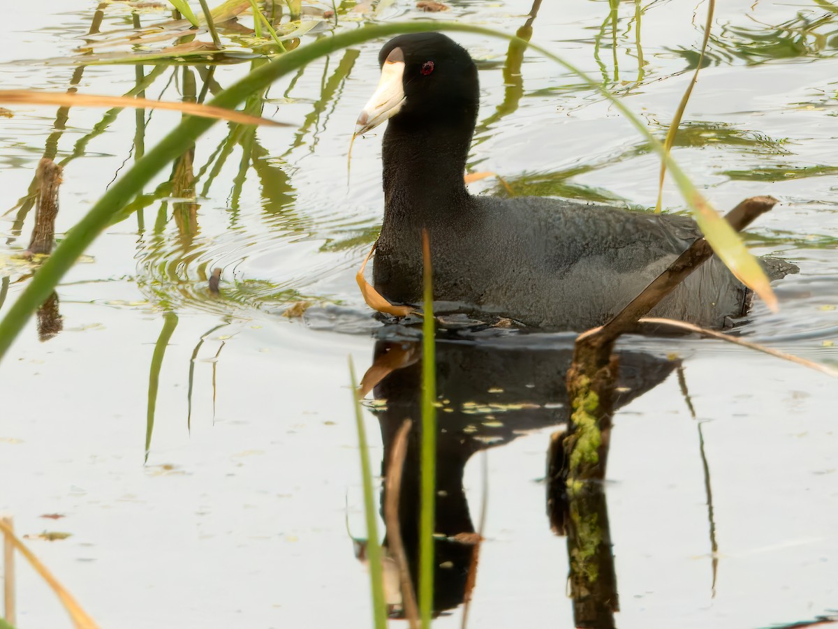 American Coot - ML620636852