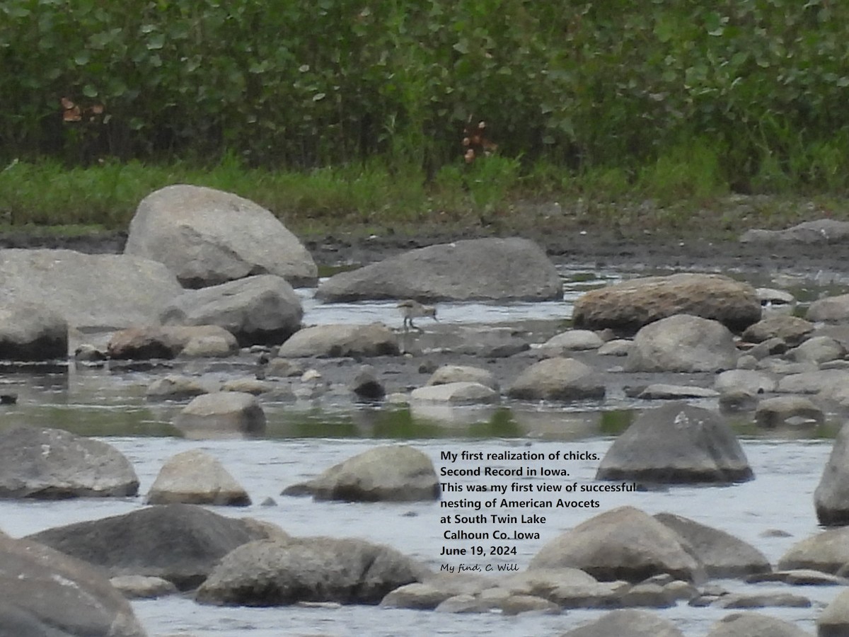 American Avocet - ML620636858