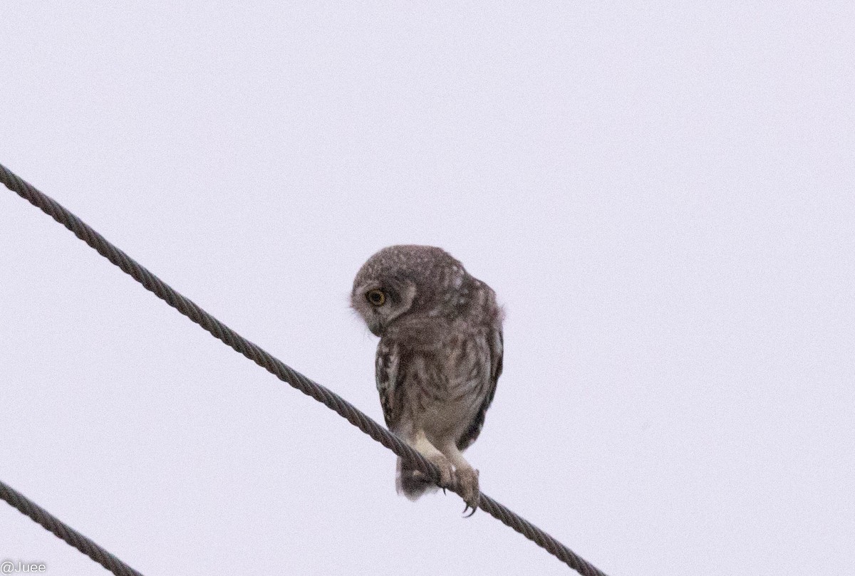 Spotted Owlet - ML620636859