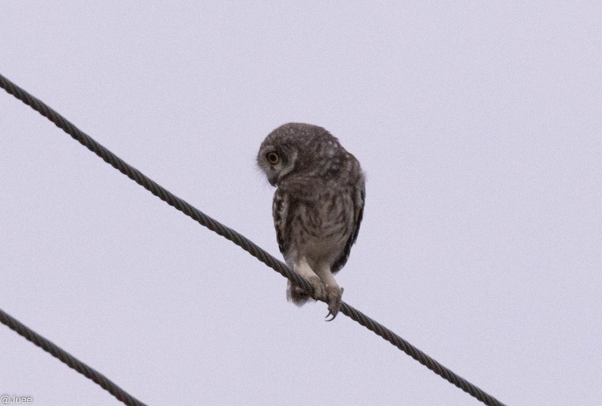 Spotted Owlet - ML620636860