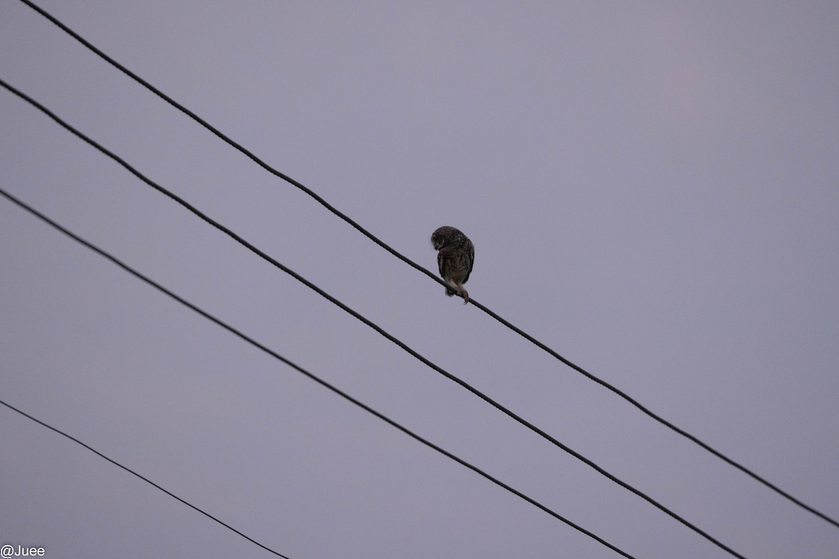 Spotted Owlet - ML620636861