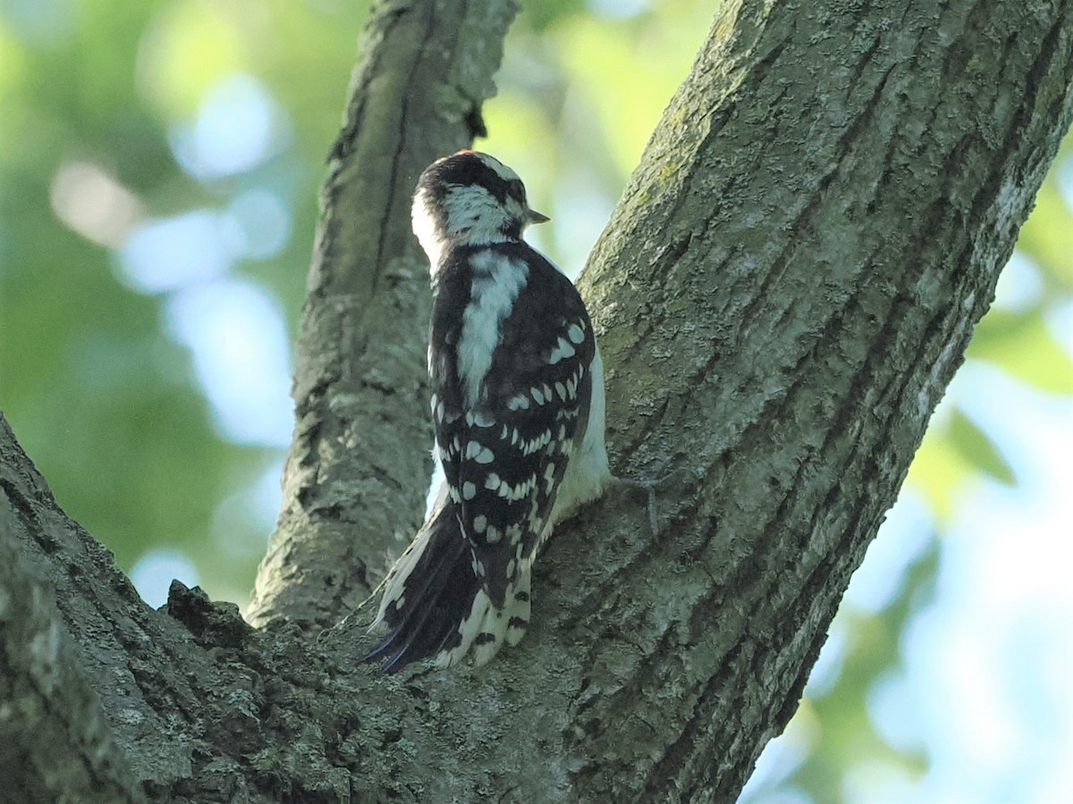 Downy Woodpecker - ML620636862