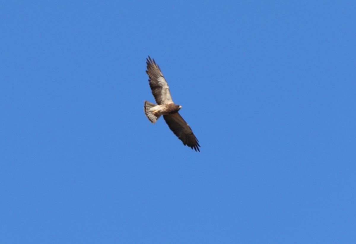 Swainson's Hawk - ML620636868