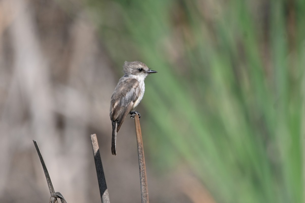 Vermilion Flycatcher - ML620636886