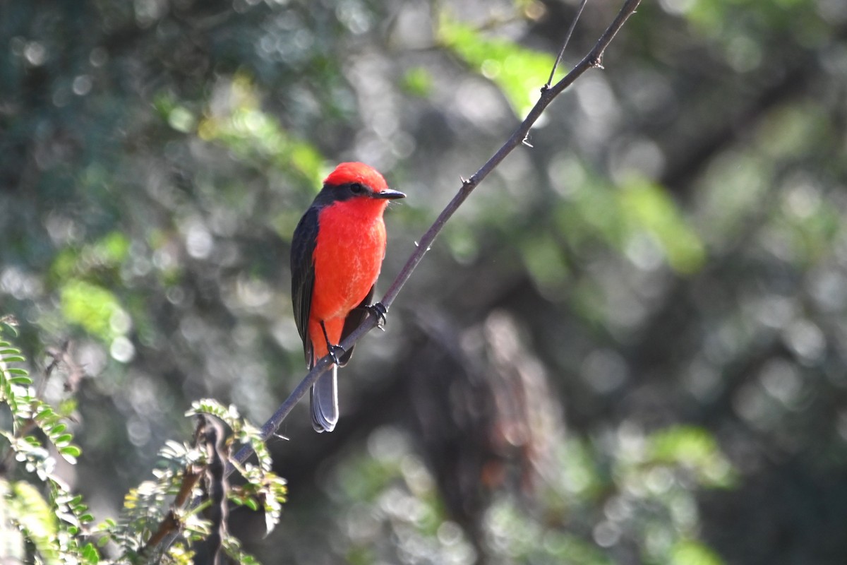 Vermilion Flycatcher - alexandre bibeau