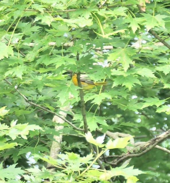 Baltimore Oriole - ML620636891