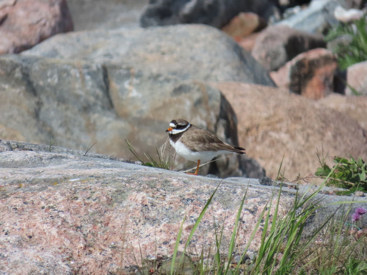 Common Ringed Plover - ML620636892