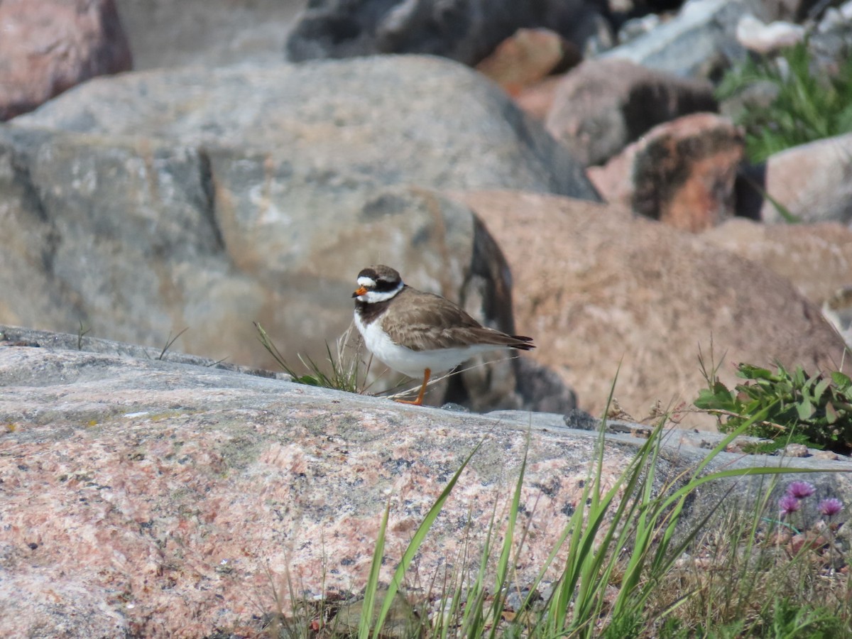Common Ringed Plover - ML620636893