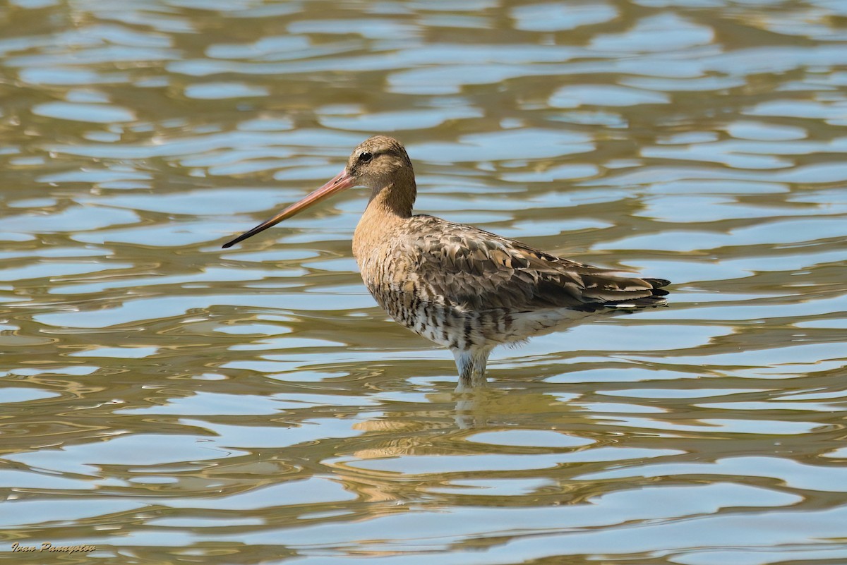 Black-tailed Godwit - ML620636894