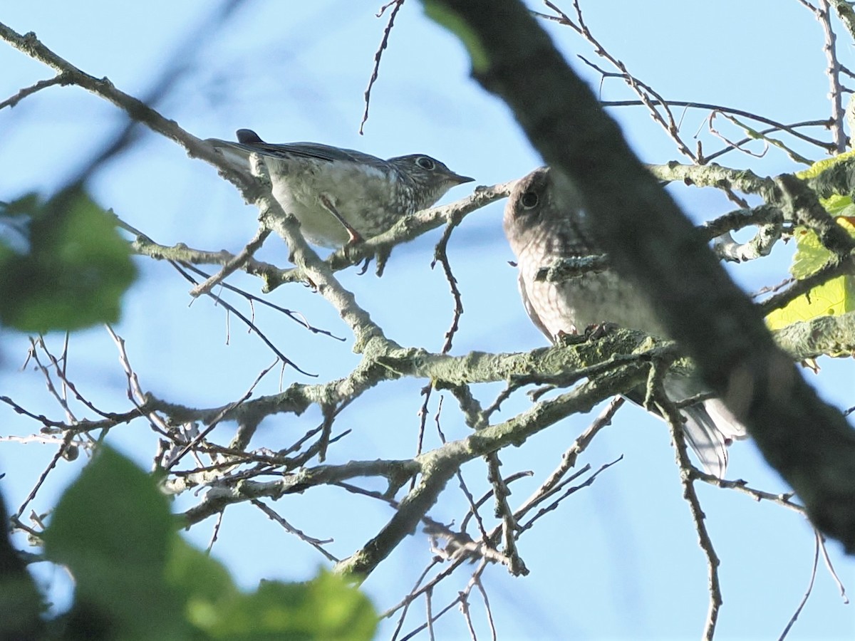 Eastern Bluebird - ML620636895