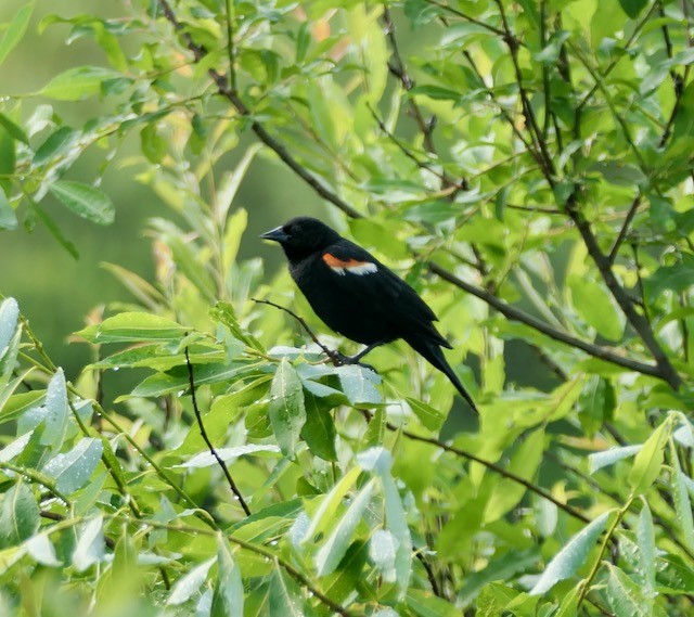 Red-winged Blackbird - ML620636897