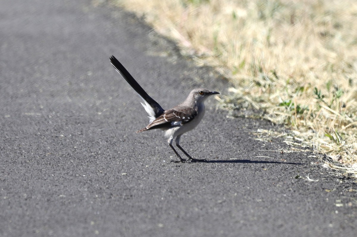 Northern Mockingbird - ML620636898