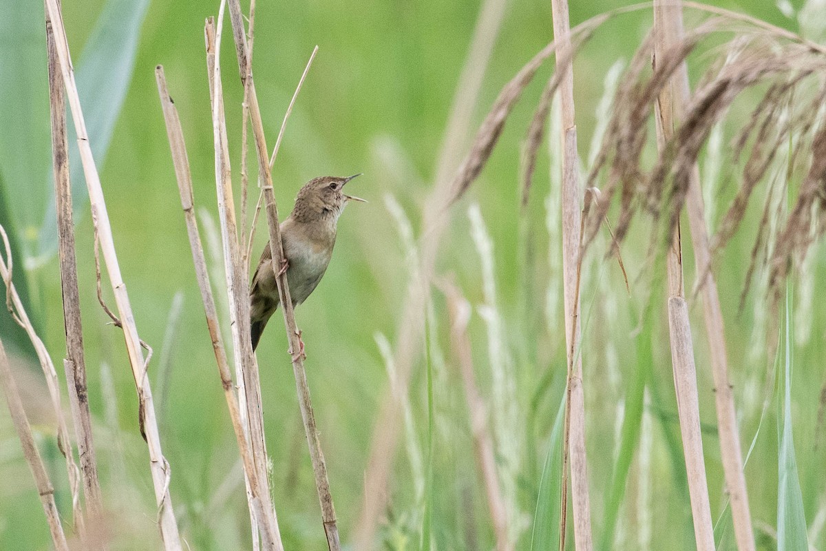 Common Grasshopper Warbler - ML620636910