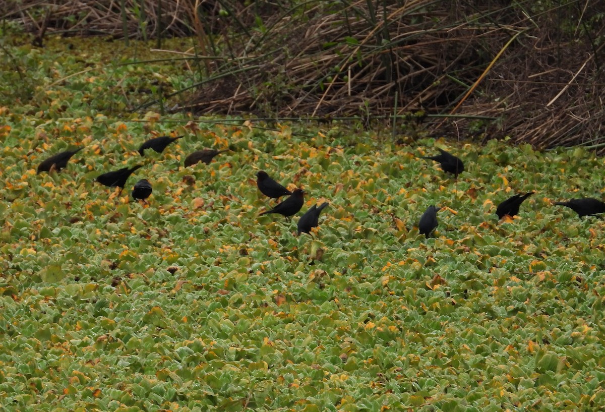 Chestnut-capped Blackbird - ML620636911