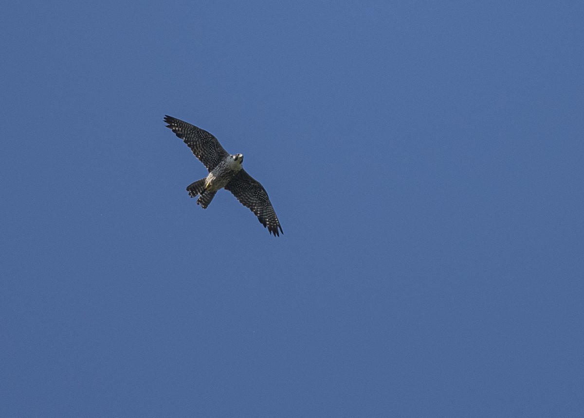 Peregrine Falcon - ML620636912