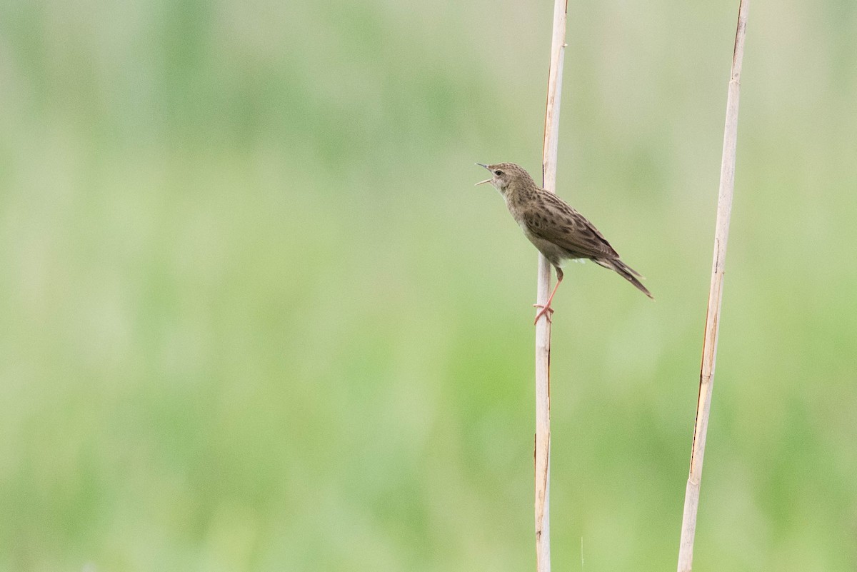 Common Grasshopper Warbler - ML620636914