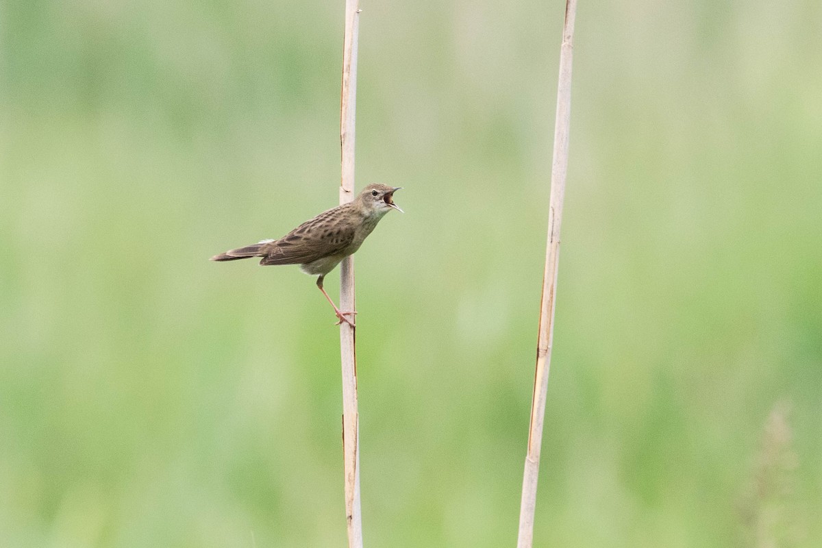 Common Grasshopper Warbler - ML620636915