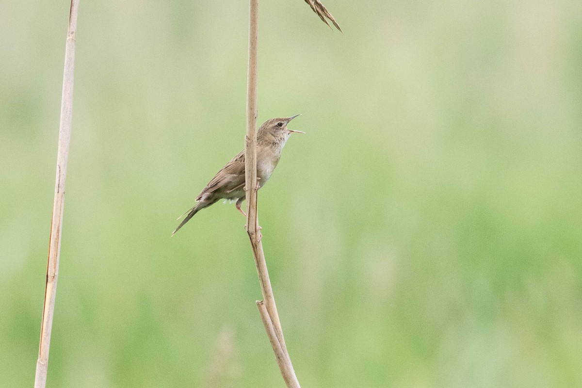 Common Grasshopper Warbler - ML620636919