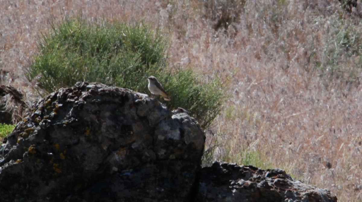 Rock Wren - ML620636923