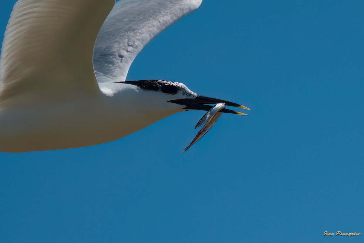 Sandwich Tern - Ivan Panayotov