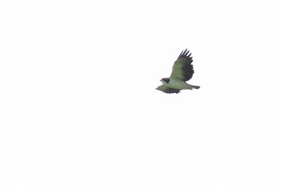 Short-tailed Hawk - ML620636932