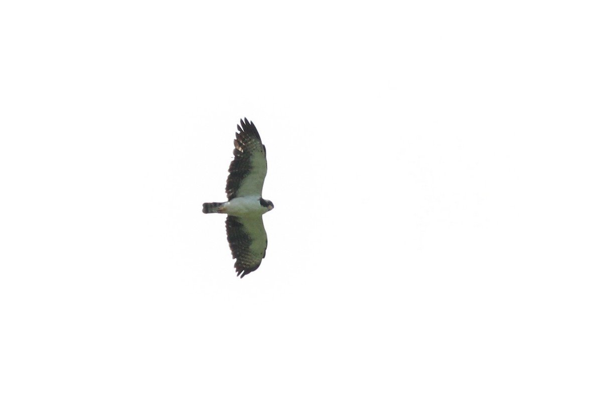 Short-tailed Hawk - ML620636933