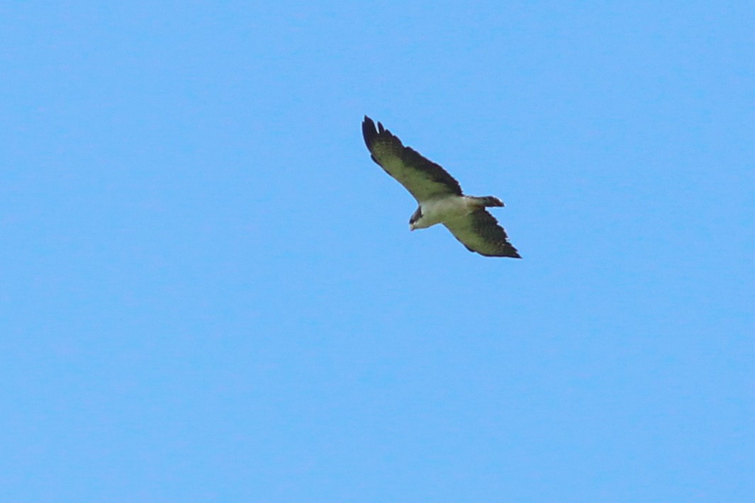 Short-tailed Hawk - ML620636934