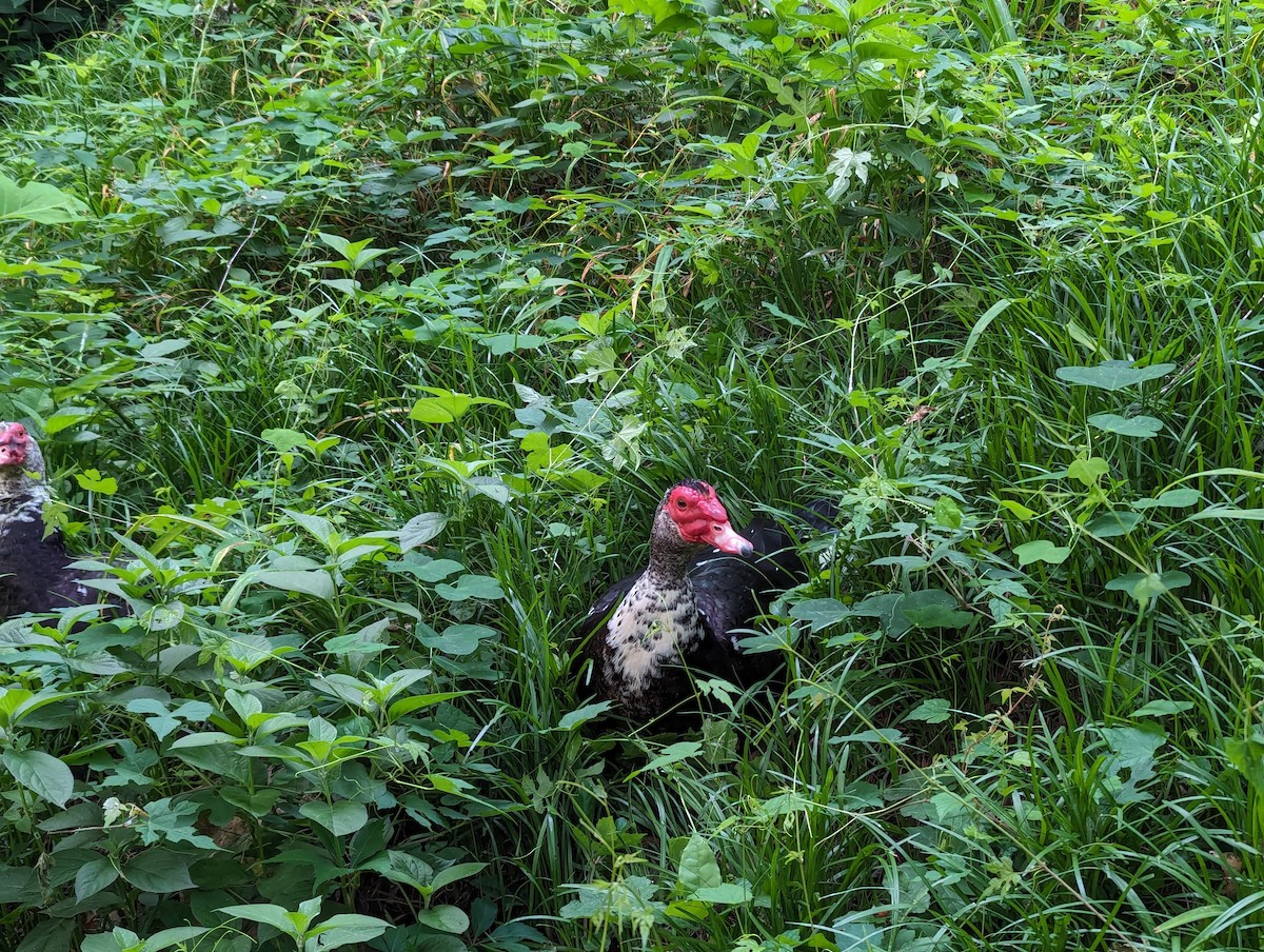 Muscovy Duck (Domestic type) - ML620636936