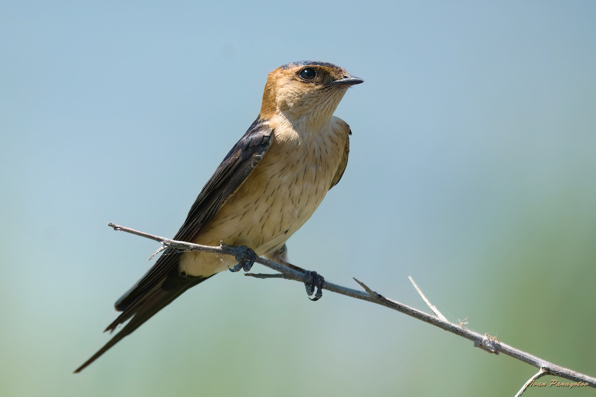Red-rumped Swallow - ML620636943