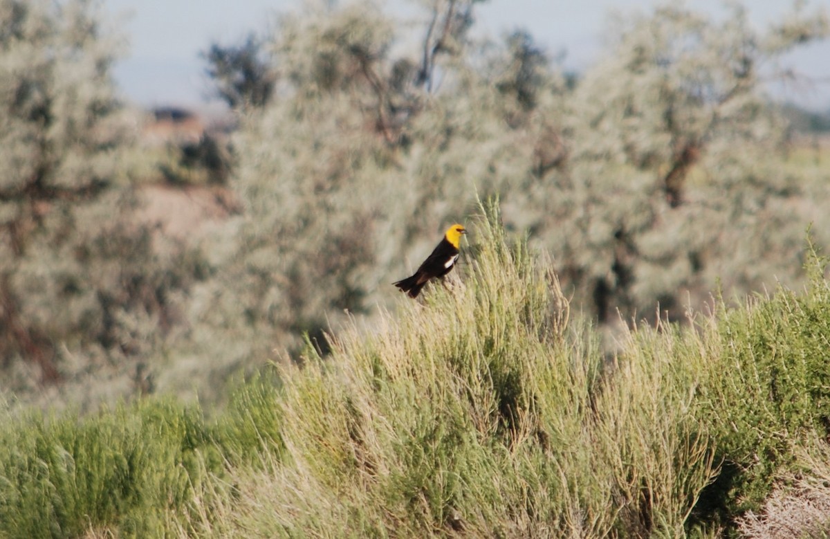 Yellow-headed Blackbird - ML620636946