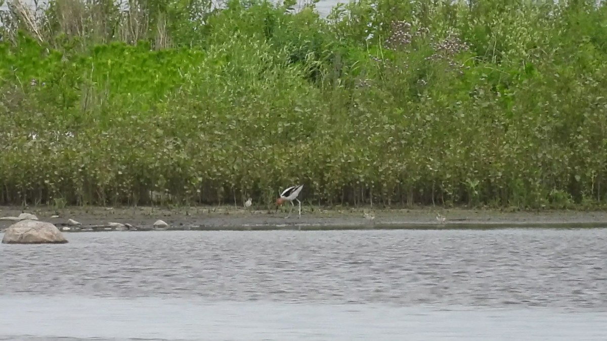 Avocette d'Amérique - ML620636947