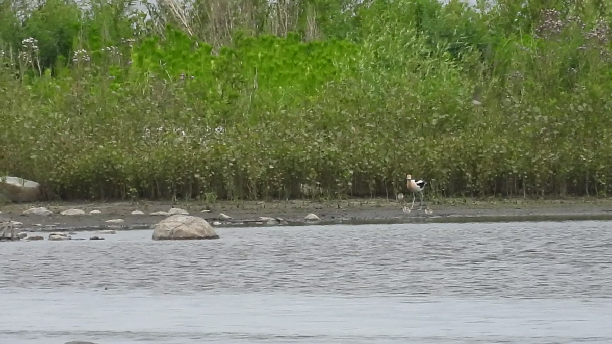 Avoceta Americana - ML620636948