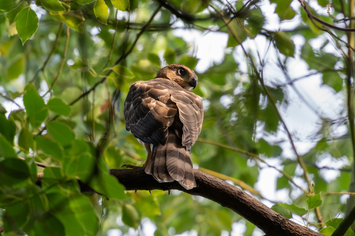 Crested Goshawk - ML620636953