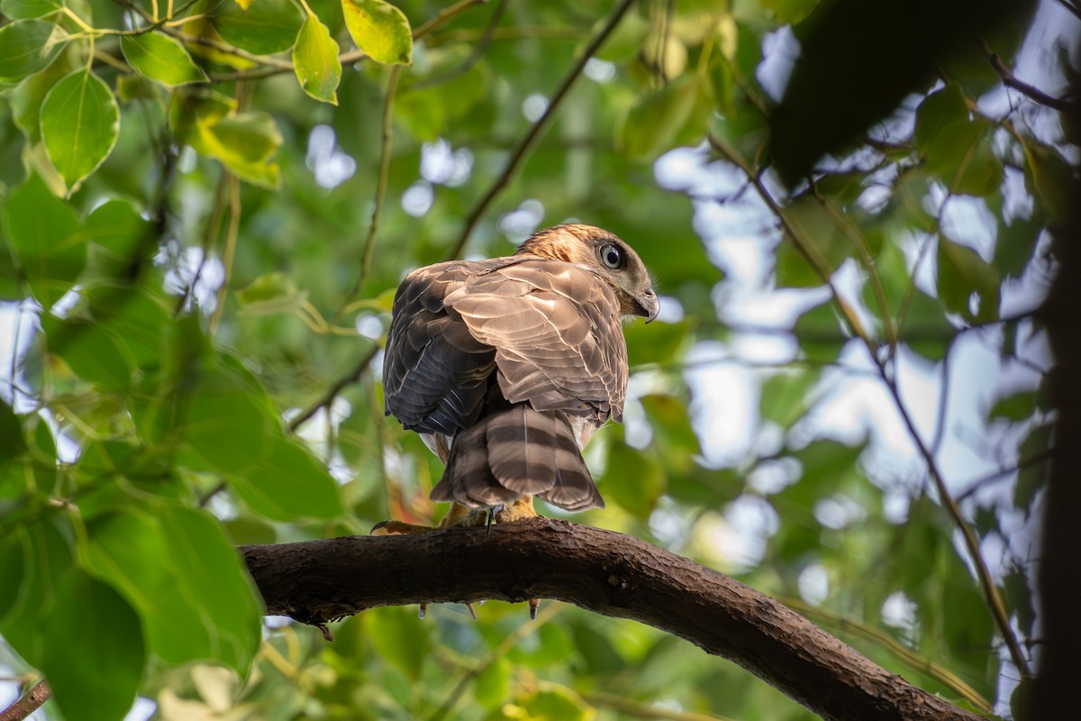 Crested Goshawk - ML620636954