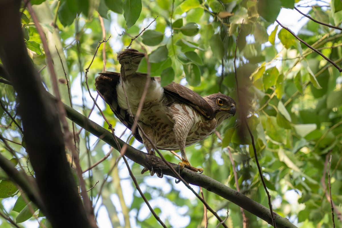 Crested Goshawk - ML620636955