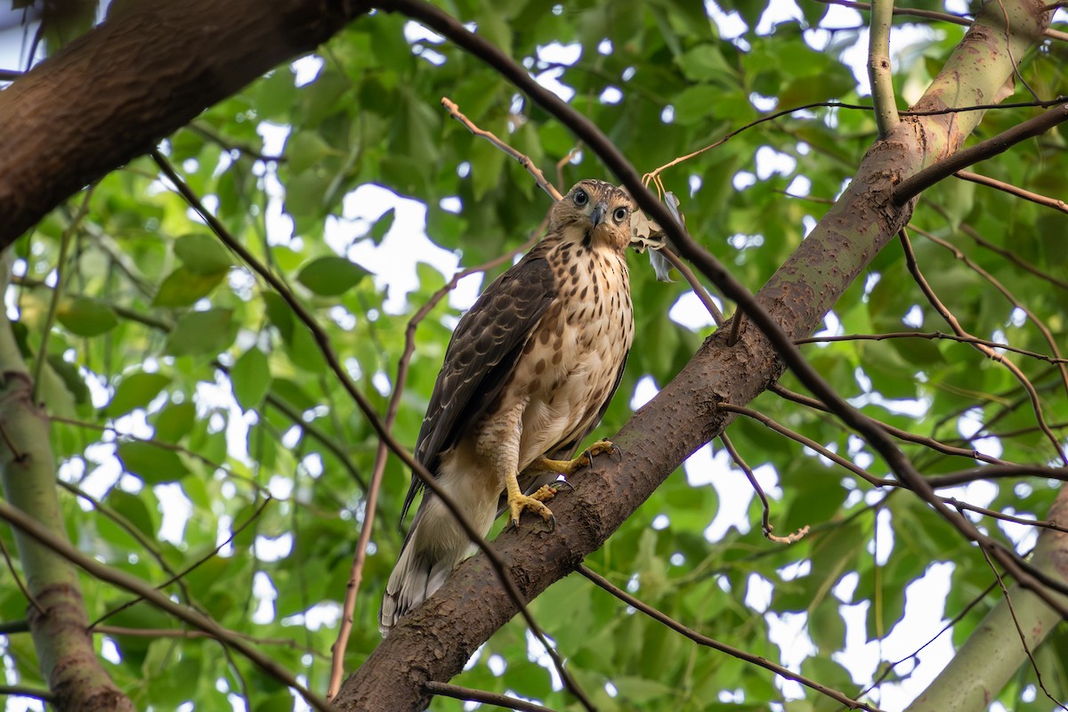 Crested Goshawk - ML620636956